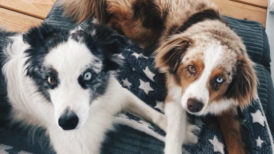 Laya et Pax